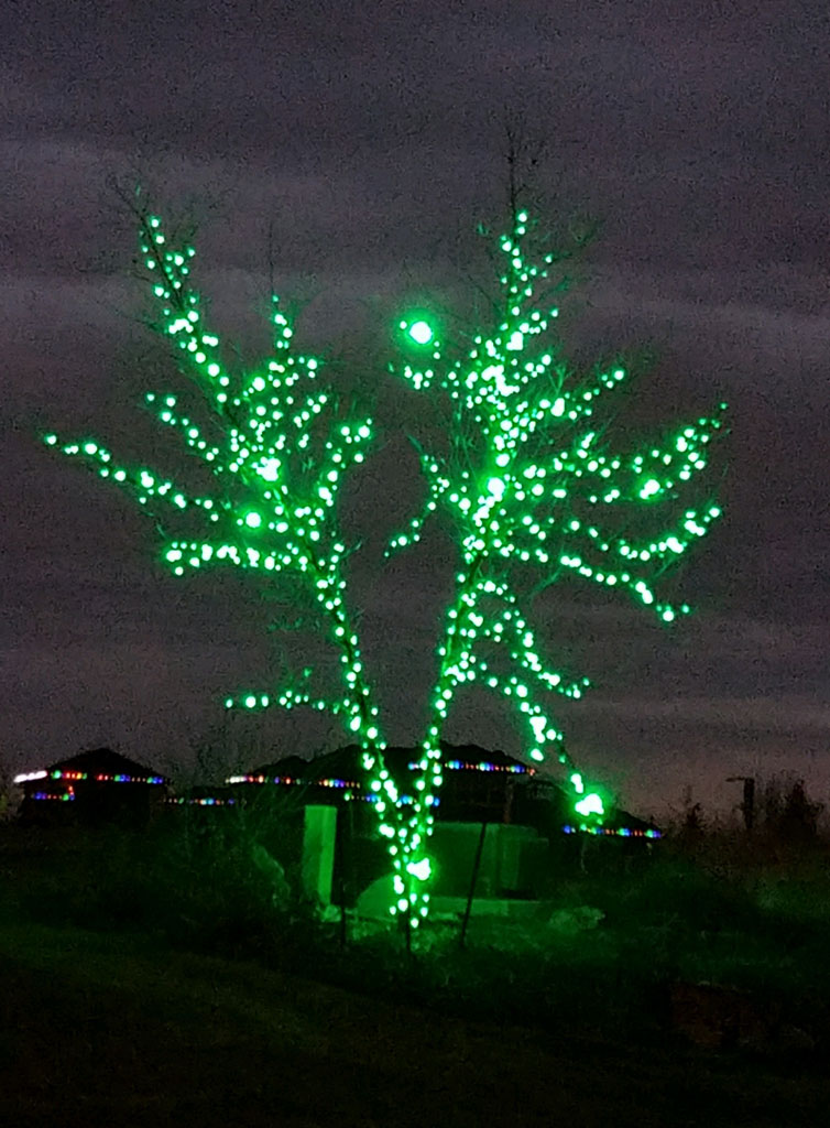 Clear Choice: A tree adorned with seasonal lighting at night, casting a glowing silhouette against a dark sky, with a softly lit structure in the background.