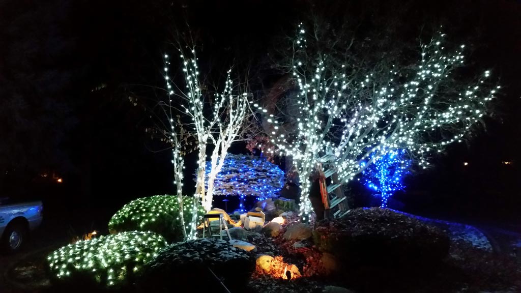 Clear Choice: Trees and bushes decorated with white and blue lights in a nighttime outdoor setting, showcasing seasonal lighting in the Boise Valley.